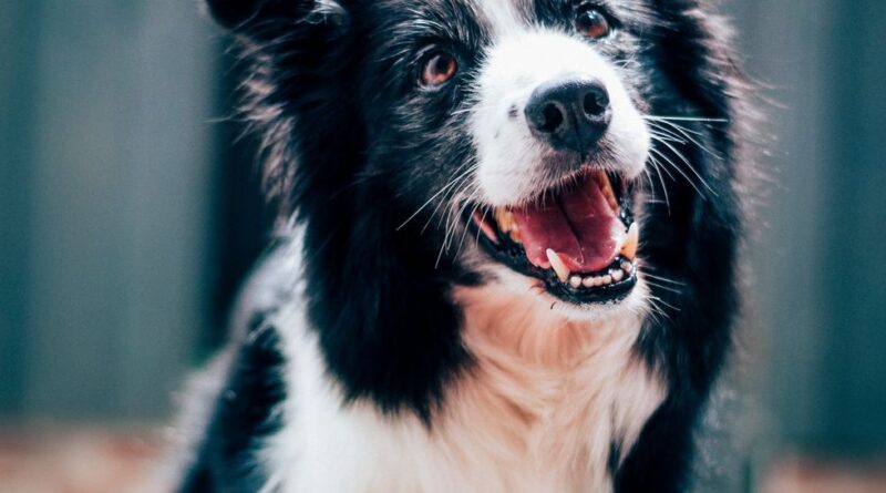 a tall black and white dog during the day